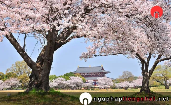 Những địa điểm ngắm hoa anh đào ở nara - 平城宮跡資料館周辺