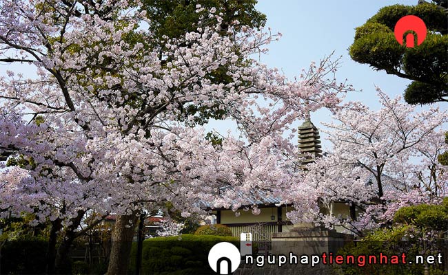 Những địa điểm ngắm hoa anh đào ở nara - 帯解寺