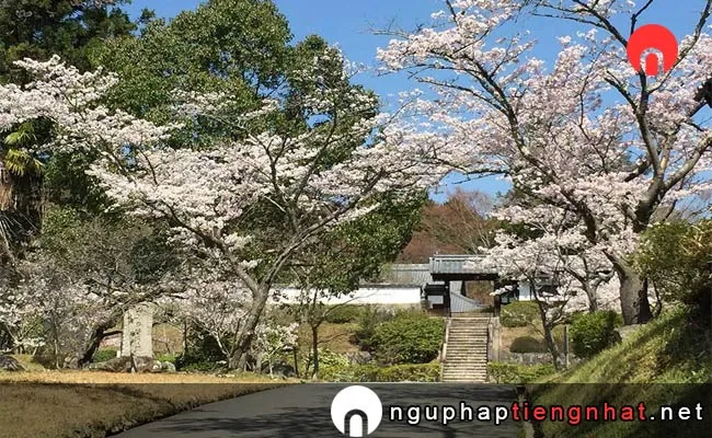 Những địa điểm ngắm hoa anh đào ở nara - 柳生芳徳禅寺周辺