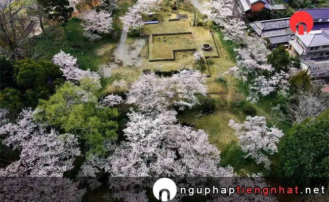 Những địa điểm ngắm hoa anh đào ở nara - 旧柳生藩陣屋跡