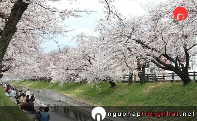 Những địa điểm ngắm hoa anh đào ở nara - 高田千本桜