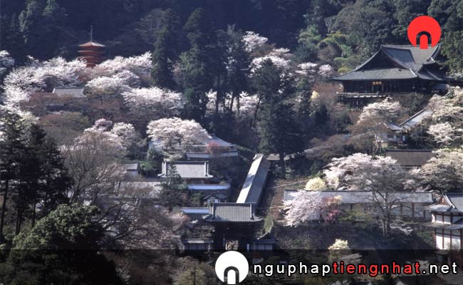 Những địa điểm ngắm hoa anh đào ở nara - 長谷寺