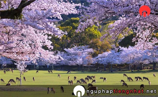 Những địa điểm ngắm hoa anh đào ở nara - 奈良公園