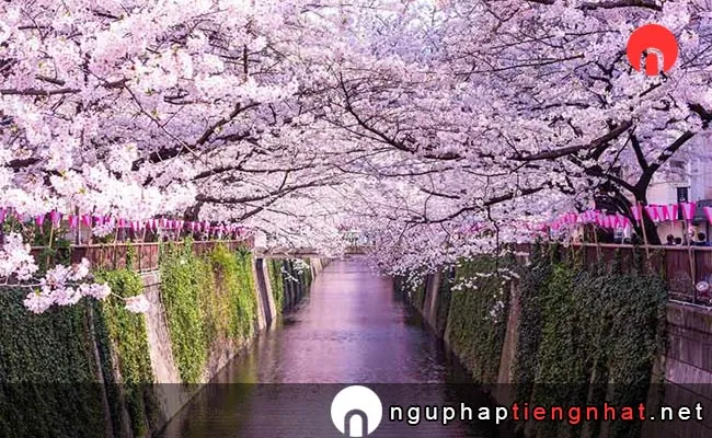 Những địa điểm ngắm hoa anh đào ở Nhật