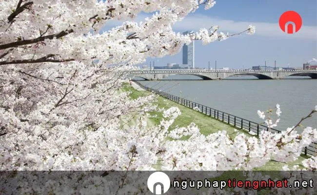 Những địa điểm ngắm hoa anh đào ở niigata - 能代公園
