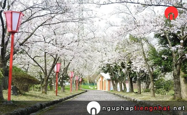 Những địa điểm ngắm hoa anh đào ở niigata - 美山公園