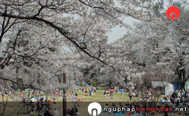 Những địa điểm ngắm hoa anh đào ở niigata - 経塚山公園