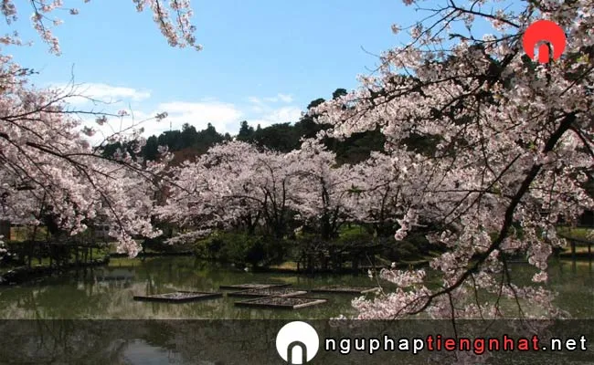 Những địa điểm ngắm hoa anh đào ở niigata - 村松公園