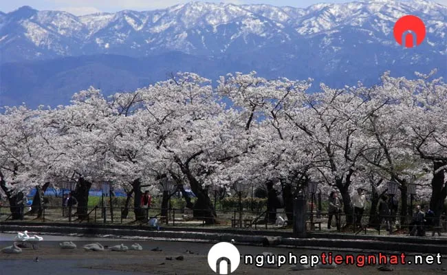 Những địa điểm ngắm hoa anh đào ở niigata - 武家屋敷通り