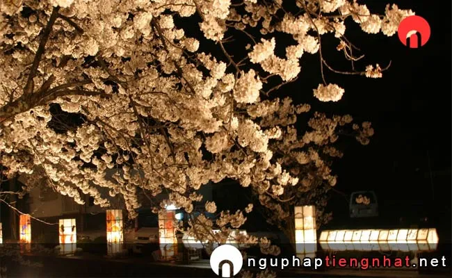 Những địa điểm ngắm hoa anh đào ở niigata - 御所の台ふれあいパーク