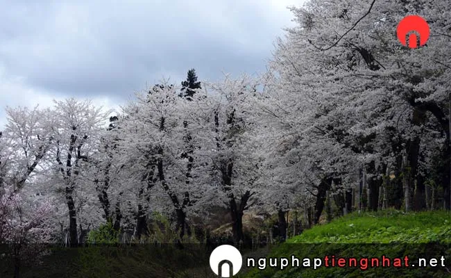 Những địa điểm ngắm hoa anh đào ở niigata - 小出公園