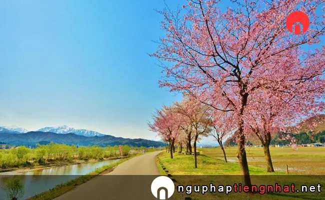 Những địa điểm ngắm hoa anh đào ở niigata - 魚野川桜づつみ