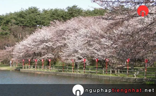 Những địa điểm ngắm hoa anh đào ở niigata - 弁天潟風致公園