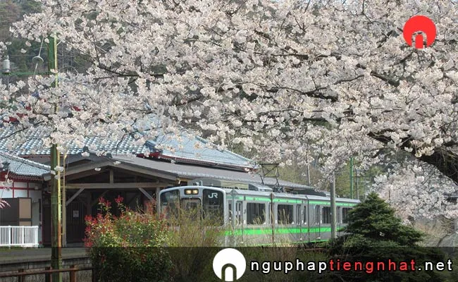 Những địa điểm ngắm hoa anh đào ở niigata - 弥彦公園(早咲き)の桜