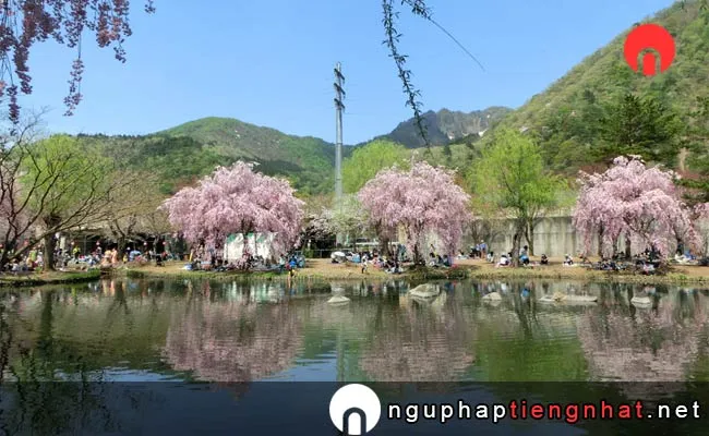 Những địa điểm ngắm hoa anh đào ở niigata - 湯沢中央公園