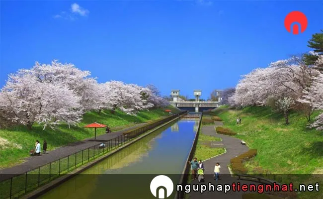 Những địa điểm ngắm hoa anh đào ở niigata - 横手公園