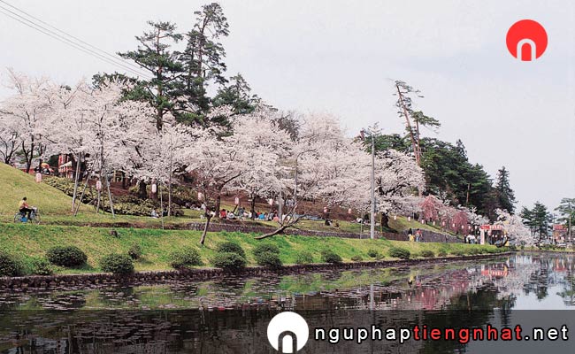 Những địa điểm ngắm hoa anh đào ở niigata - 真人公園