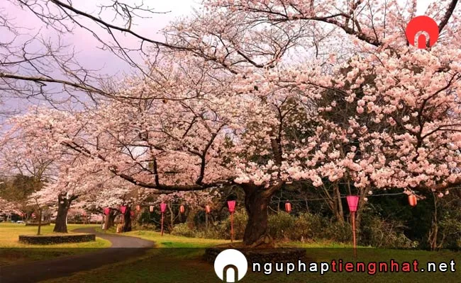 Những địa điểm ngắm hoa anh đào ở niigata - 赤坂山公園