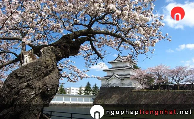 Những địa điểm ngắm hoa anh đào ở niigata - 新発田城址公園