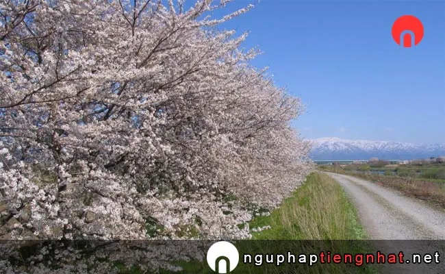 Những địa điểm ngắm hoa anh đào ở niigata - 加治川堤