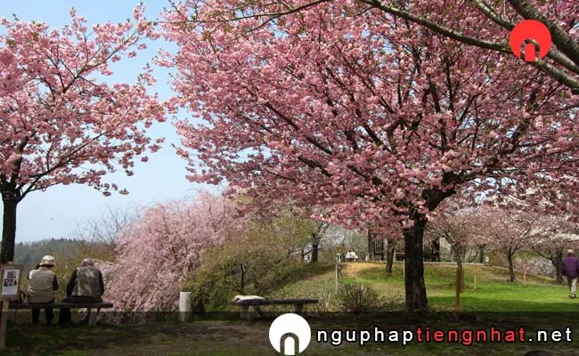Những địa điểm ngắm hoa anh đào ở niigata - 桜公園