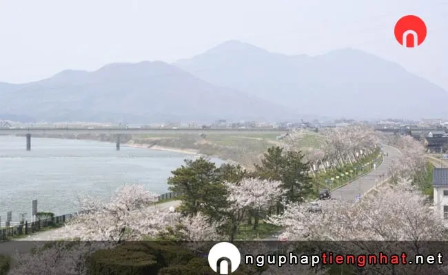 Những địa điểm ngắm hoa anh đào ở niigata - 大河津分水桜並木