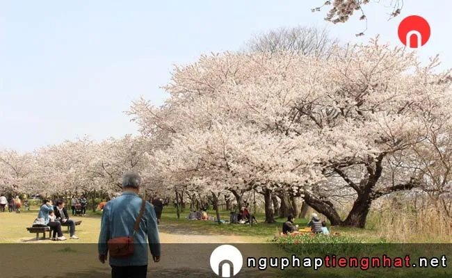 Những địa điểm ngắm hoa anh đào ở niigata - 鳥屋野潟