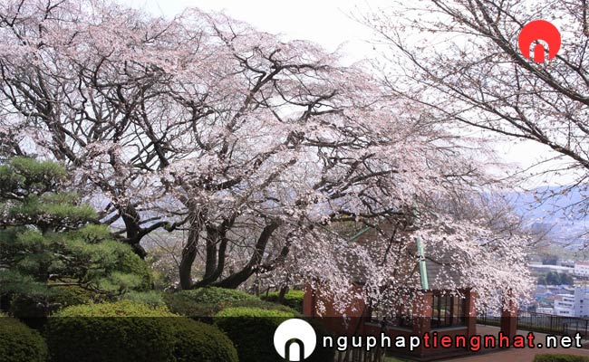 Những địa điểm ngắm hoa anh đào ở okayama - 岡山市半田山植物園