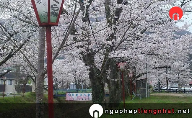 Những địa điểm ngắm hoa anh đào ở okayama - 白谷公園