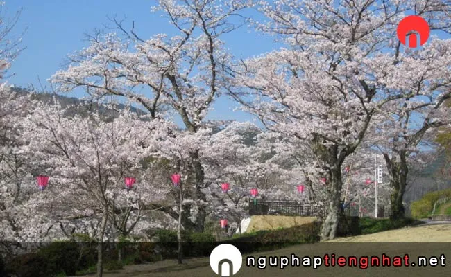 Những địa điểm ngắm hoa anh đào ở okayama - 城山公園