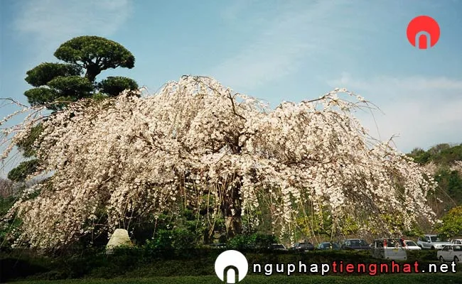 Những địa điểm ngắm hoa anh đào ở okayama - 岡山いこいの村周辺