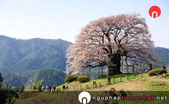 Những địa điểm ngắm hoa anh đào ở okayama - 醍醐桜