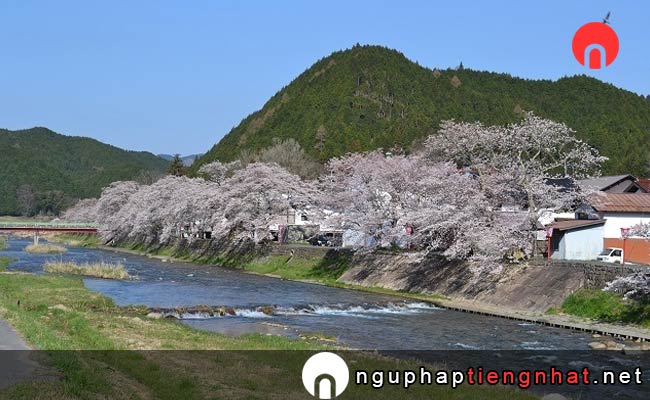 Những địa điểm ngắm hoa anh đào ở okayama - クリエイト菅谷キャンプ