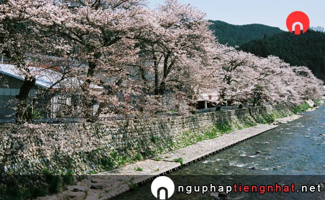 Những địa điểm ngắm hoa anh đào ở okayama - 美甘宿場桜
