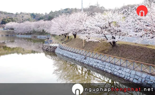 Những địa điểm ngắm hoa anh đào ở okayama - 丸山公園の桜