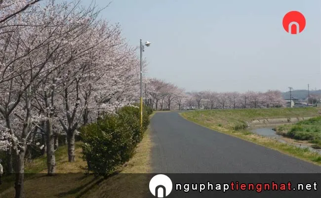 Những địa điểm ngắm hoa anh đào ở okayama - 里見川周辺緑地
