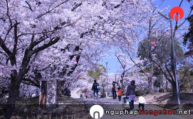 Những địa điểm ngắm hoa anh đào ở okayama - 早島公園