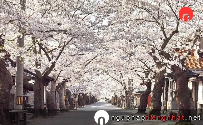Những địa điểm ngắm hoa anh đào ở okayama - がいせん桜