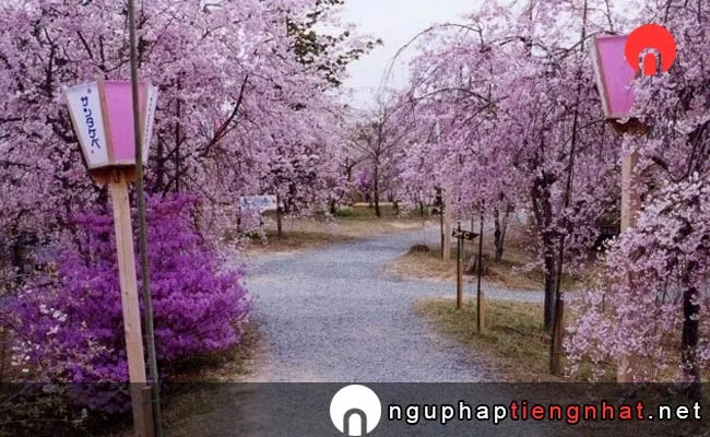 Những địa điểm ngắm hoa anh đào ở okayama - きみまち阪県立自然公園