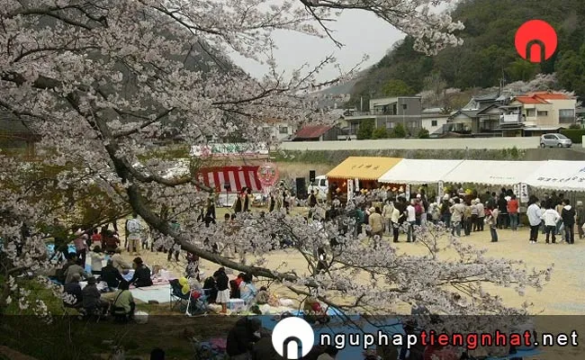 Những địa điểm ngắm hoa anh đào ở okayama - 金川桜並木