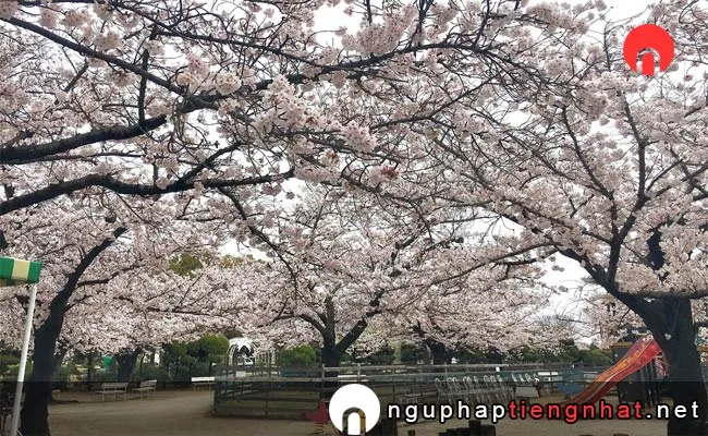 Những địa điểm ngắm hoa anh đào ở okayama - RSKバラ園