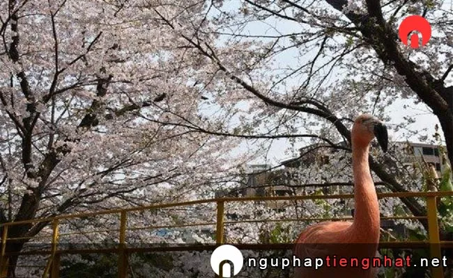Những địa điểm ngắm hoa anh đào ở okayama - 池田動物園