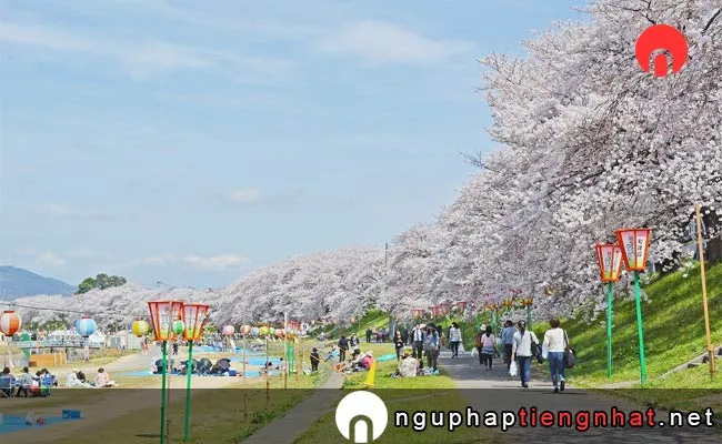 Những địa điểm ngắm hoa anh đào ở okayama - 前森公園