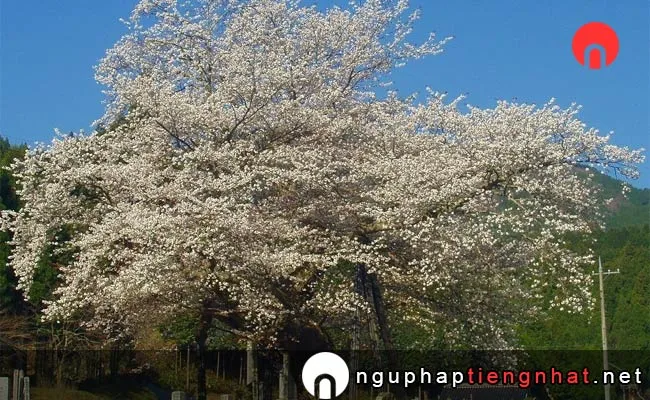 Những địa điểm ngắm hoa anh đào ở okayama - 尾所の桜