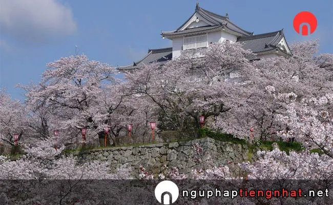 Những địa điểm ngắm hoa anh đào ở okayama - 津山城(鶴山公園)の桜