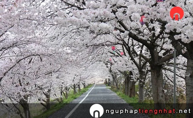 Những địa điểm ngắm hoa anh đào ở okayama - かすみ温泉のかすみ