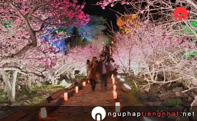 Những địa điểm ngắm hoa anh đào ở okinawa - 今帰仁城跡