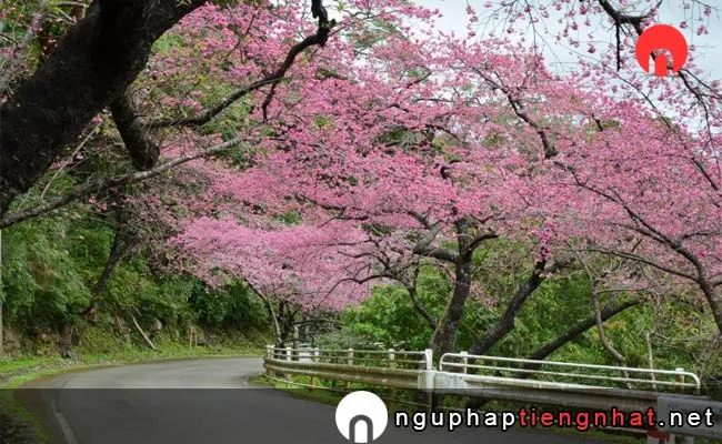 Những địa điểm ngắm hoa anh đào ở okinawa - もとぶ八重岳一帯