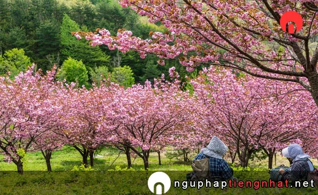 Những địa điểm ngắm hoa anh đào ở okinawa - 八重瀬公園