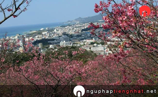 Những địa điểm ngắm hoa anh đào ở okinawa - 名護城公園